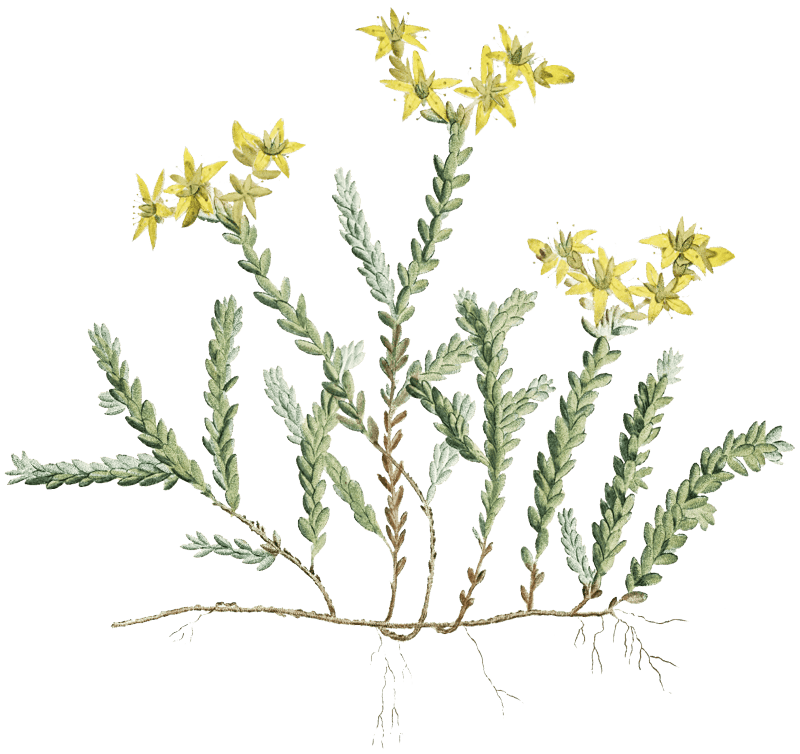 Sedum Acre (Goldmoss Stonecrop) from Histoire des Plantes Grasses (1799) by Pierre-Joseph Redouté.