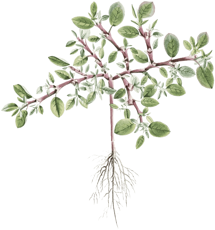 Trianthema Monogyna (Desert Horsepurslane) from Histoire des Plantes Grasses (1799) by Pierre-Joseph Redouté.