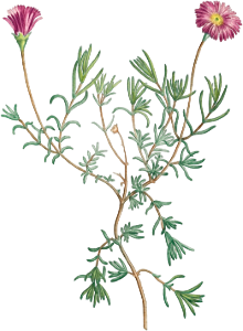 Mesembryanthemum Violaceum from Histoire des Plantes Grasses (1799) by Pierre-Joseph Redouté.