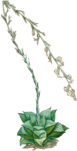 Aloe Retusa (Star Cactus) from Histoire des Plantes Grasses (1799) by Pierre-Joseph Redouté.