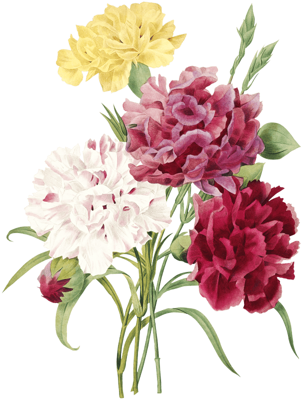 Carnation by Pierre-Joseph Redouté (1759–1840).