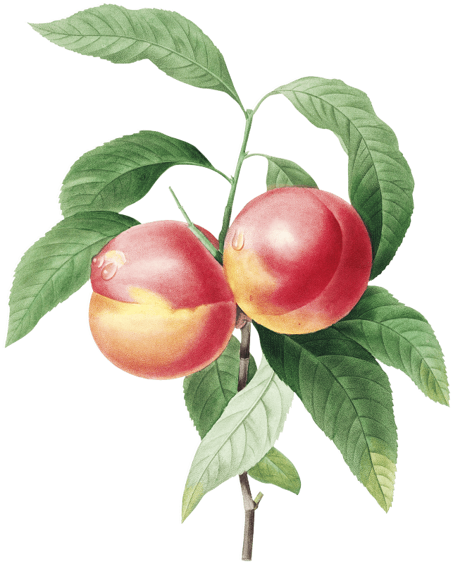 Peaches on a branch by Pierre-Joseph Redouté (1759–1840).