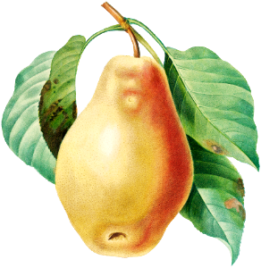 Pear by Pierre-Joseph Redouté (1759–1840).