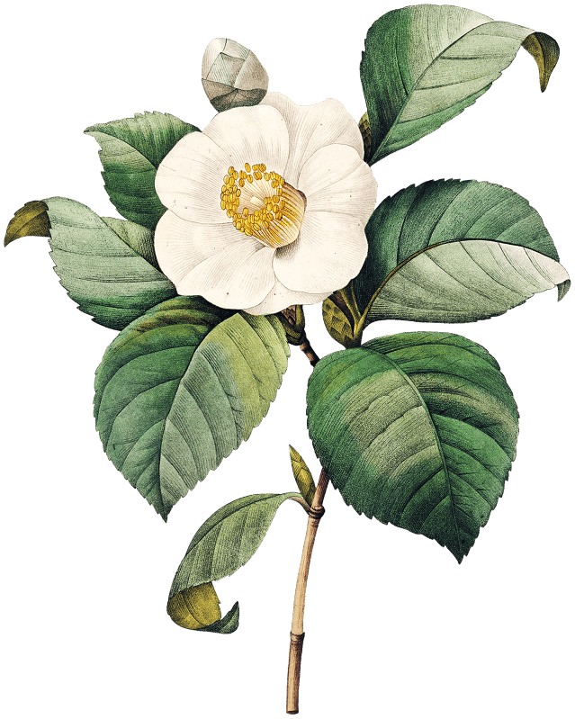 White Japanese camellia by Pierre-Joseph Redouté (1759–1840).