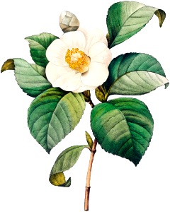 White Japanese camellia by Pierre-Joseph Redouté (1759–1840).