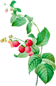 Raspberry by Pierre-Joseph Redouté (1759–1840).