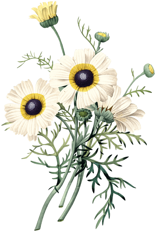 Antique plant drawn by Pierre-Joseph Redouté (1759–1840).