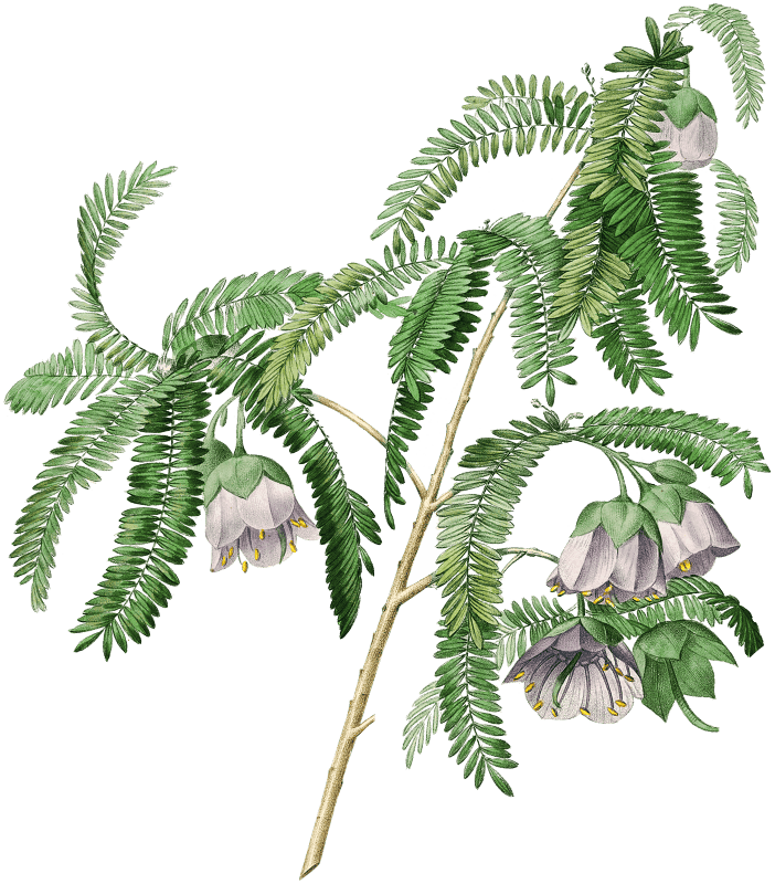 Purple peach-blossom by Pierre-Joseph Redouté (1759–1840).
