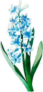 Blue hyacinth by Pierre-Joseph Redouté (1759–1840).