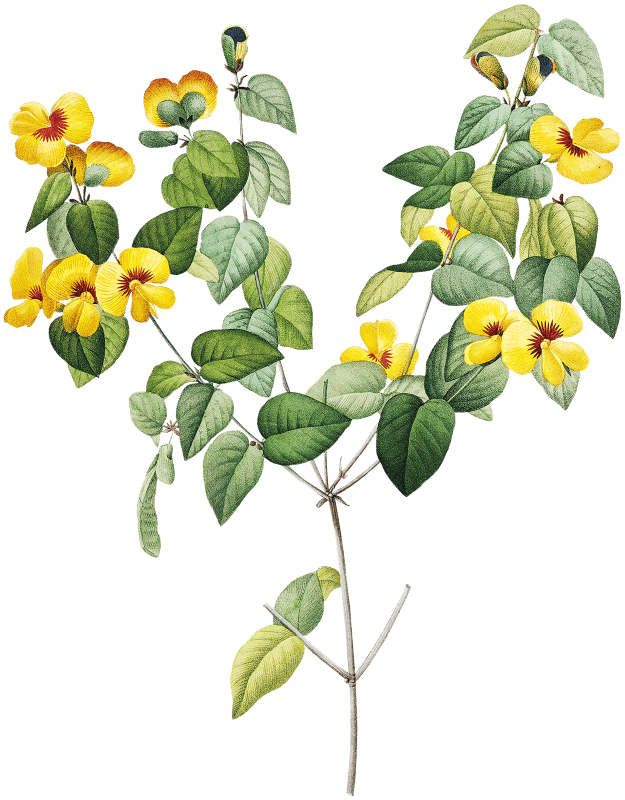 Handsome flat-pea by Pierre-Joseph Redouté (1759–1840).