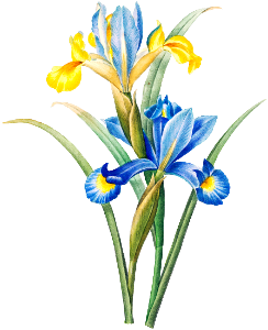 Spanish iris by Pierre-Joseph Redouté (1759–1840).