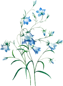 Campanule by Pierre-Joseph Redouté (1759–1840).