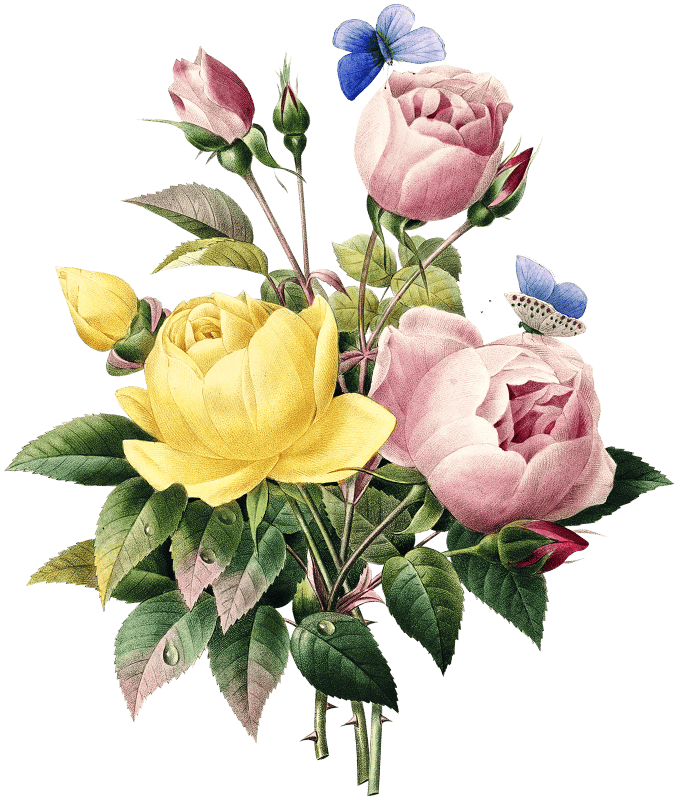 Yellow rose and cabbage rose by Pierre-Joseph Redouté (1759–1840).
