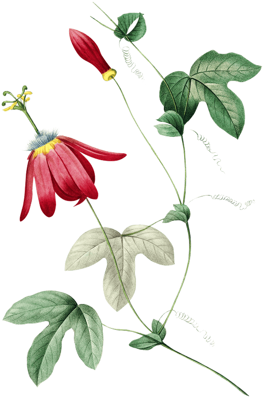 Red passion by Pierre-Joseph Redouté (1759–1840).