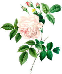 White rose by Pierre-Joseph Redouté (1759–1840).