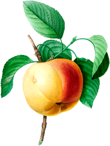 Apple by Pierre-Joseph Redouté (1759–1840).