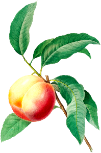 Peach fruit on a branch by Pierre-Joseph Redouté (1759–1840).