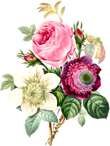 Anemone and cabbage rose by Pierre-Joseph Redouté (1759–1840).