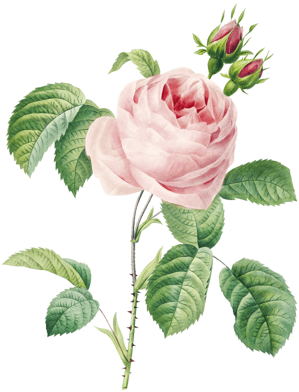Antique plant drawn by Pierre-Joseph Redouté (1759–1840).