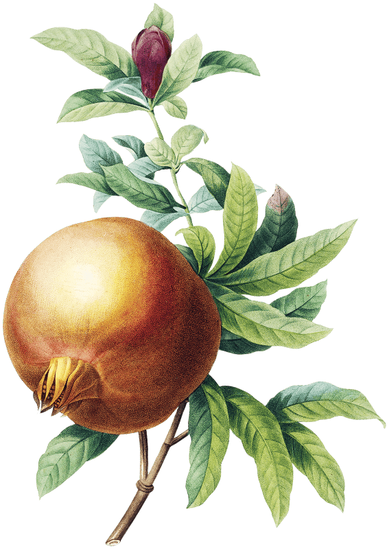 Pomegranate by Pierre-Joseph Redouté (1759–1840).