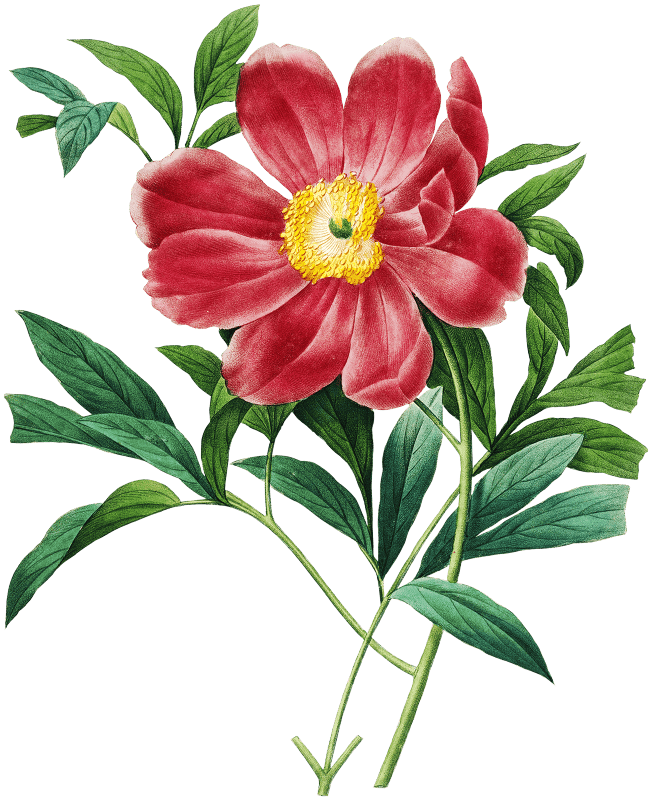 Red peony by Pierre-Joseph Redouté (1759–1840).