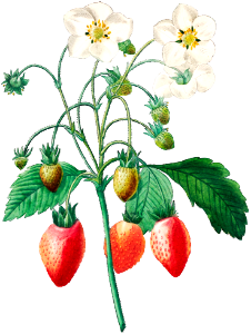 Strawberry by Pierre-Joseph Redouté (1759–1840).