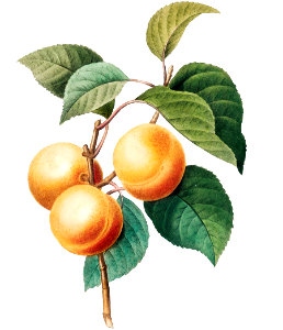 Peaches by Pierre-Joseph Redouté (1759–1840).