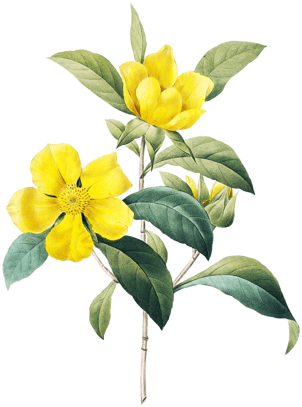Golden guinea vine by Pierre-Joseph Redouté (1759–1840).