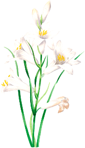 White lily by Pierre-Joseph Redouté (1759–1840).