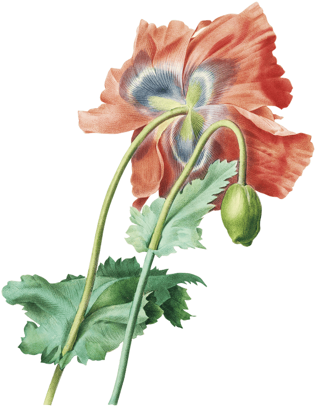 Poppy by Pierre-Joseph Redouté (1759–1840).