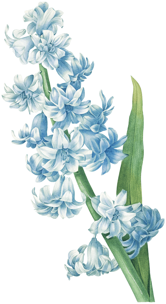 Blue hyacinth by Pierre-Joseph Redouté (1759–1840).