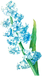 Blue hyacinth by Pierre-Joseph Redouté (1759–1840).