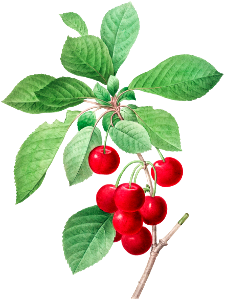 Red cherry by Pierre-Joseph Redouté (1759–1840).
