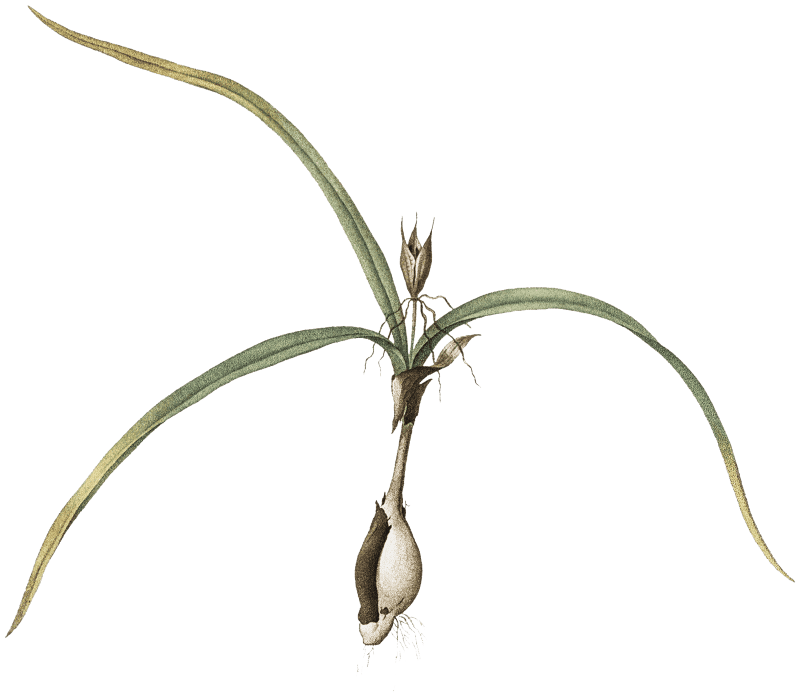 Spring meadow saffron illustration from Les liliacées (1805) by Pierre-Joseph Redouté.