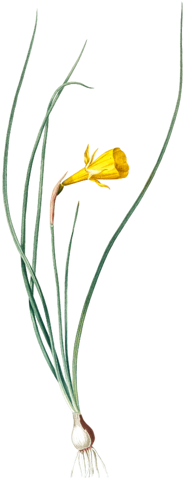 Daffodil illustration from Les liliacées (1805) by Pierre-Joseph Redouté.