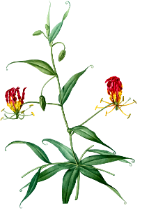 Flame lily illustration from Les liliacées (1805) by Pierre-Joseph Redouté.