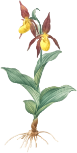 Lady's slipper orchid illustration from Les liliacées (1805) by Pierre-Joseph Redouté.
