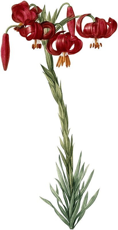 Lily illustration from Les liliacées (1805) by Pierre-Joseph Redouté.