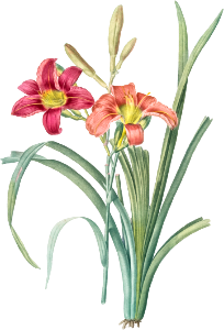 Orange day lily illustration from Les liliacées (1805) by Pierre-Joseph Redouté.