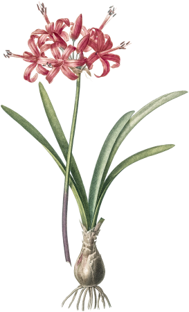 Guernsey lily illustration from Les liliacées (1805) by Pierre-Joseph Redouté.