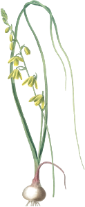 Albuca illustration from Les liliacées (1805) by Pierre-Joseph Redouté.