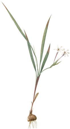 Gladiolus inclinatus illustration from Les liliacées (1805) by Pierre-Joseph Redouté.