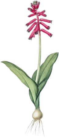 Lachenalia pendula illustration from Les liliacées (1805) by Pierre-Joseph Redouté.