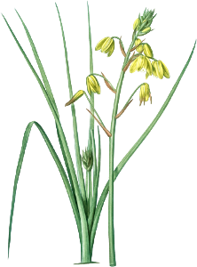 Slime Lily illustration from Les liliacées (1805) by Pierre-Joseph Redouté.