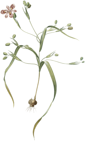 Moraea sordescens illustration from Les liliacées (1805) by Pierre-Joseph Redouté.