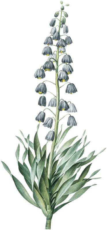 Persian lily illustration from Les liliacées (1805) by Pierre-Joseph Redouté.