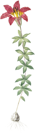 Wood lily illustration from Les liliacées (1805) by Pierre-Joseph Redouté.