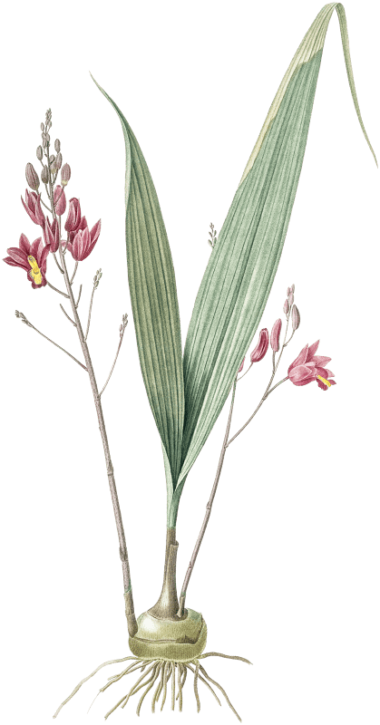 Pine pink illustration from Les liliacées (1805) by Pierre-Joseph Redouté.