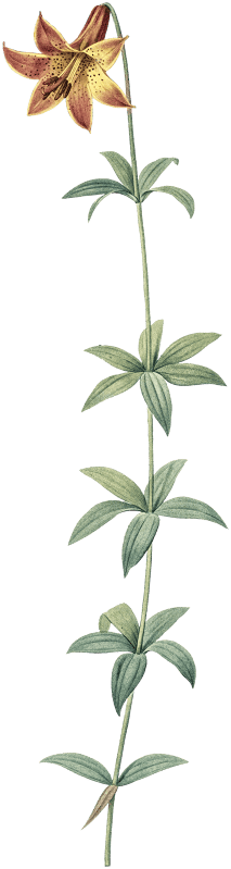 Lilium penduliflorum illustration from Les liliacées (1805) by Pierre-Joseph Redouté.