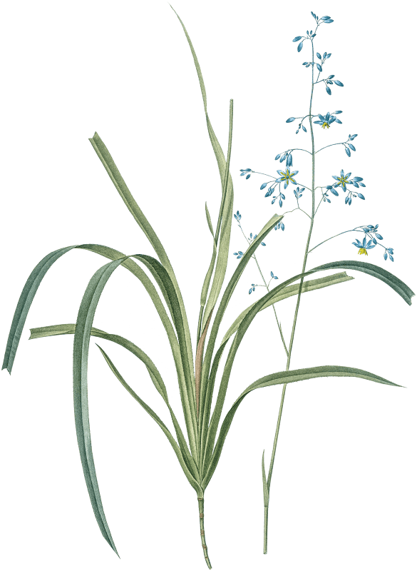 Blueberry lily illustration from Les liliacées (1805) by Pierre-Joseph Redouté.